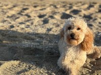 9 aylık uyumlu eğitimli toy poodle