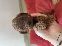 Toy poodle bebeklerimiz ev ortamında büyüyor
