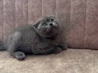 Safkan Scottish Fold Yavruları