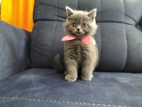 British shorthair dişi yavrular teslime hazır