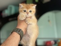 En güzel ny12 golden british shorthair yavrularımız