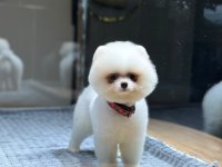 Pomeranian boo mini erkek köpeğimiz