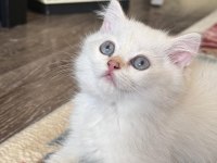 Golden point dişi british shorthair