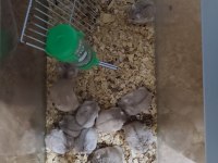 Gonzales hamster
