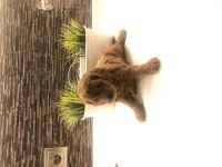 Sağlık garantili Çiş ped eğitimli Toy Poodle yavrumuz