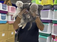 SCOTTISH FOLD YAVRULAR BRITISH YAVRULAR RENK RENK ANK