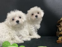 Ankaranın en güzel kar beyaz maltese terrier köpekleri
