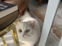 Renkli gözlü erkek kedim