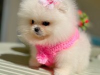 MİNİ BOY AYICIK PRENSES POMERANİAN