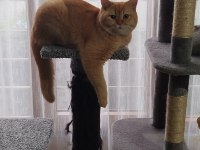 1 Yaşında British Shorthair Oğlumuz