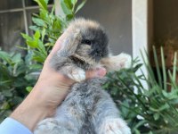 VETERİNERDEN HOLLANDA LOP MİNİLOP CÜCE TAVŞAN YAVRULAR