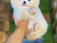 Tecup pomeranian boo yavrular