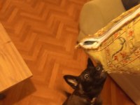 Renk güzeli dişi köpeğimize yuva arıyoruz