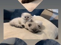 2 aylık scottish fold