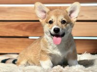 Türkiyede Tek welsh corgi