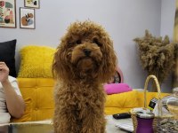 Sevgi ile bakılan toy ve teacup (bardak) Boy Poodle yavrular