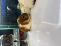 Ginepig Yavruları Citypetshop