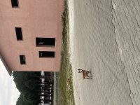 Köpeğimiz Hastasına