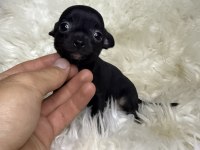 Teacup Irkının En Miniği Elma Kafa Şivava