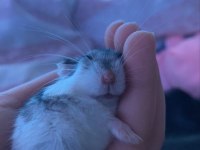 Çift hamster