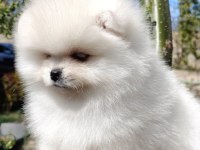 Pomeranian Boo Orijinal Yavru
