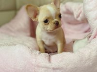 Irkının En İyileri Elma Kafa Chihuahua Bebekler