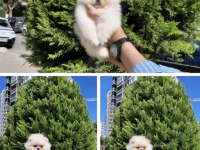 Orjinal Ukrayna Girişli Pomeranian Boo Yavrular