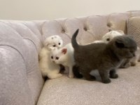 British shorthair ve scottish yavrularımız