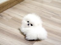 POMERANİAN BOO ERKEK DİŞİ YAVRULARIMIZ