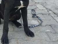 Cane Corso karnesi varsorunsuz