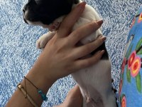 SAFKAN IRK FRENCH BULLDOG ERKEK YAVRULAR