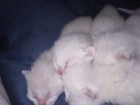 British Shorthair Blue Point Bebeklerim