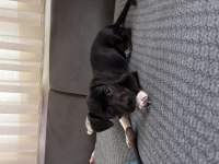 Ücretsiz sahiplendirme jack russell köpeğimiz
