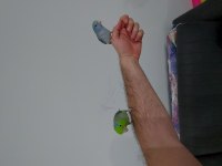 FORPUS ÇİFTİ