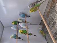 Show jumbo muhabbet kuşları