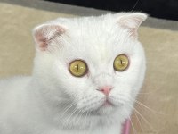 KEDİMİZ PAMUK (ACİL SAHİPLENDİRME)