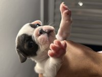 French bulldog yavruları