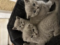 Sağlıklı scottish fold yavrularımız yeni yuvalarını arıyor