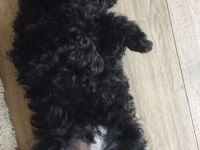 SİYAH RENK POODLE YAVRULARIMIZ