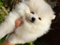 Sevimli pomeranian boo bebekler