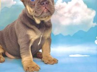 HARİKA ANATOMİ BLUE TAN FRENCH BULLDOG