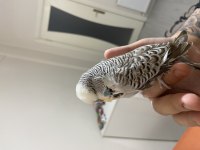Show Jumbo Hazır Takım Muhabbet Kuşu