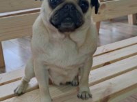 1 yaşında dişi pug uygun