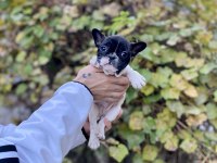 Çok Sevimli ve Oyuncu French Bulldog Yavrularımız