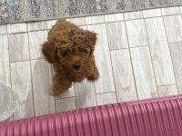 Toy poodle orjinal