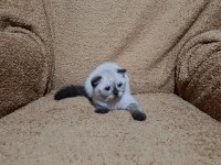 Scottish fold shorthair çikolata point