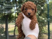 Redbrown Toypoodle Bebekler 