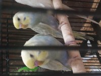 Yeni yeme düşen Rainbow muhabbet kuşu yavrular