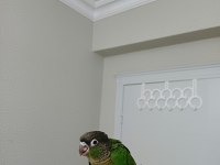 GREENCHEK KONUR PAPAĞANI