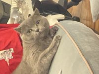 Dişi kedime eş british shorthair